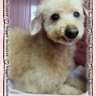 ひどい状態から復活！トイプードル