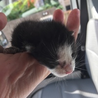 生後2週間以内の子猫を保護！
