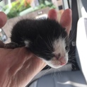 生後2週間以内の子猫を保護！