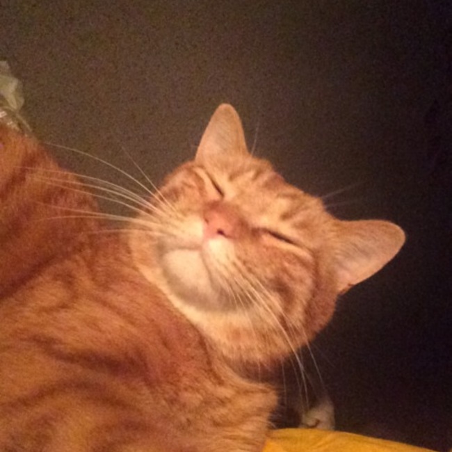 m.s.y-ichigo31のカバー写真