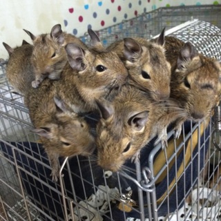 男の子1匹募集してます