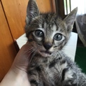 ♪元気なキジトラ猫、生後2ヶ月くらいの男の子♪