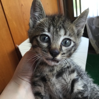 ♪元気なキジトラ猫、生後2ヶ月くらいの男の子♪