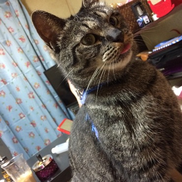 の写真