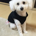 里親様決定。沢山のご応募ありがとうございました！