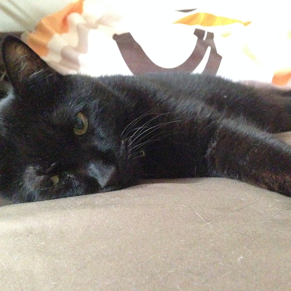 てんごのカバー写真