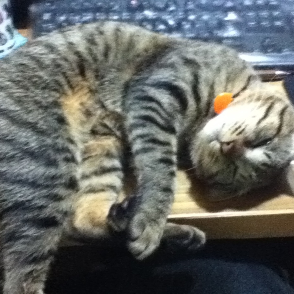 あるのカバー写真