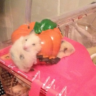 応募者多数の為締切、ゴルハムキンクマの子の里親募集