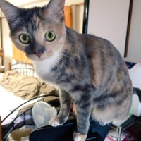 ほたる