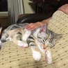 の写真