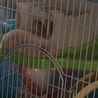 ハる