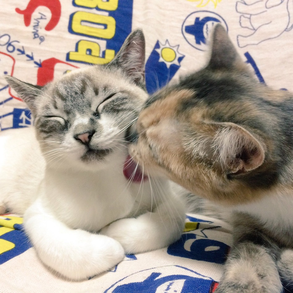 つむぎのカバー写真