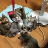 うちに来る前