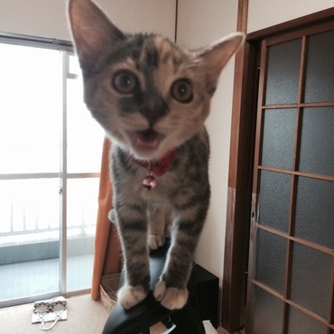 子猫時代