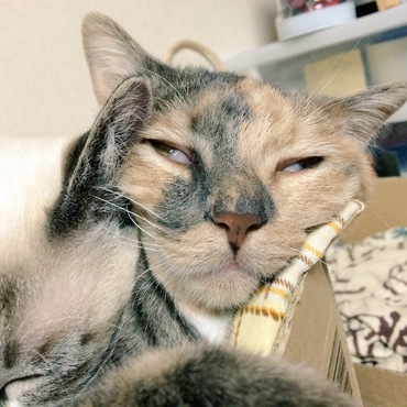 の写真