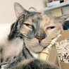 の写真