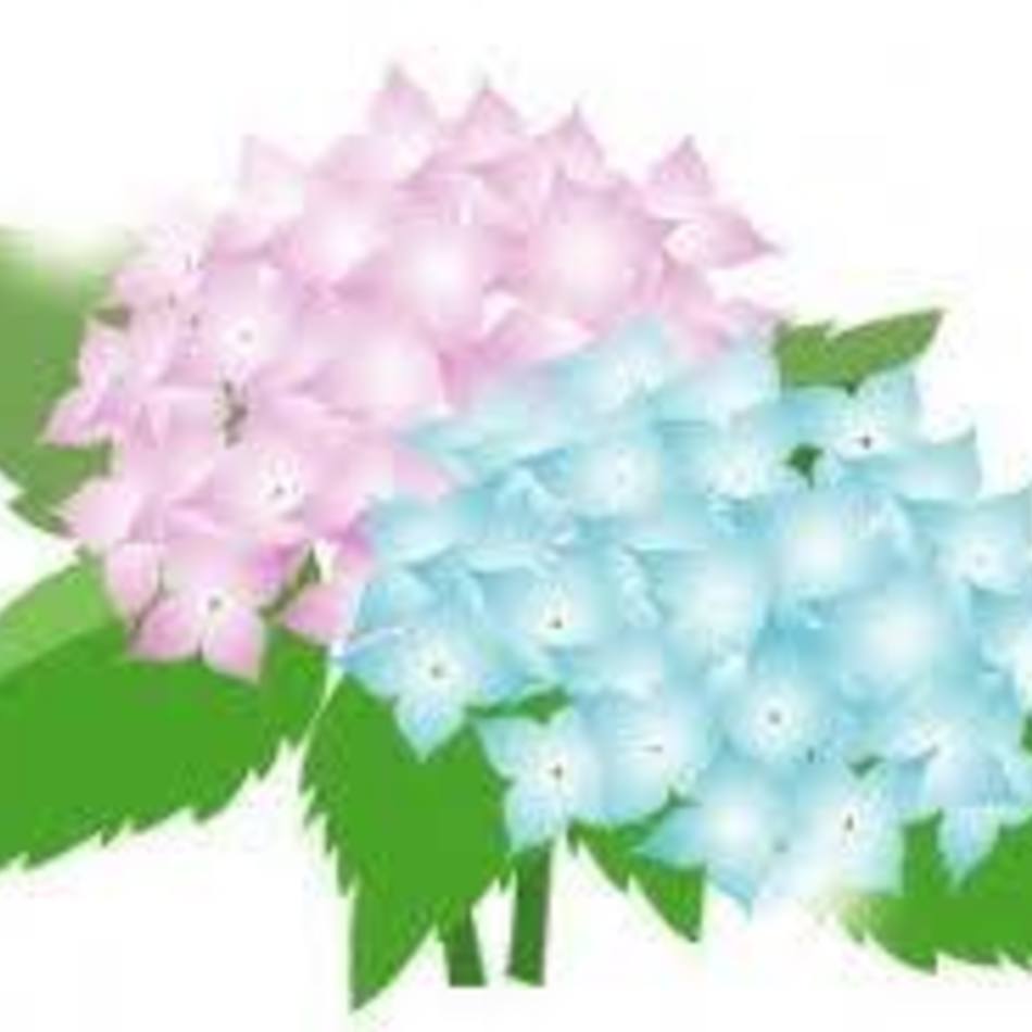 ゆづ樹のカバー写真