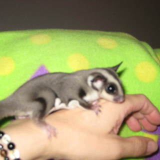 フクロモモンガ　ご応募ありがとうございました