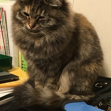 もっふぁぁあ…