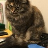 もっふぁぁあ…