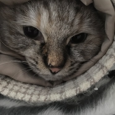 袖に入るのが好き…