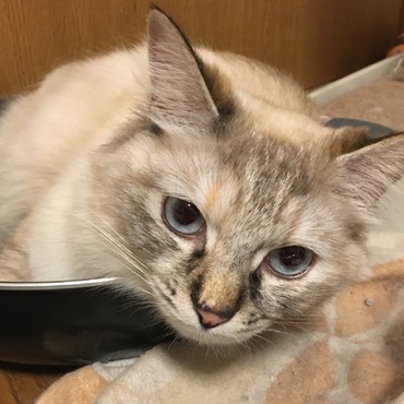 In フライパン