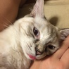舌チョロ…