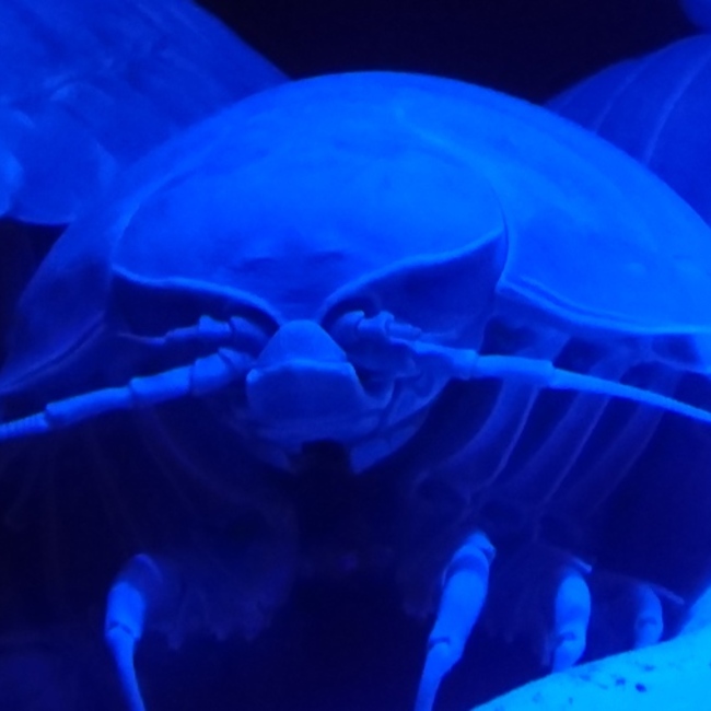 月咲姫のカバー写真