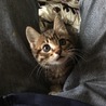 足の間からこんにちわ