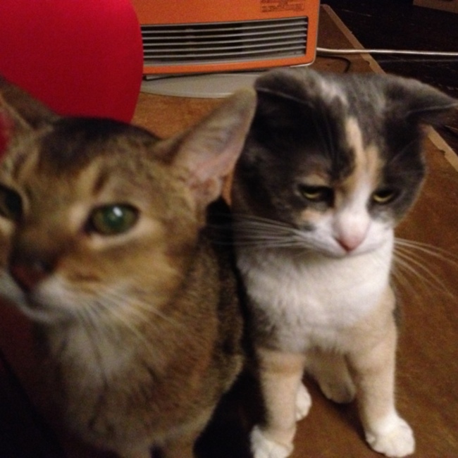 saikaniaのカバー写真