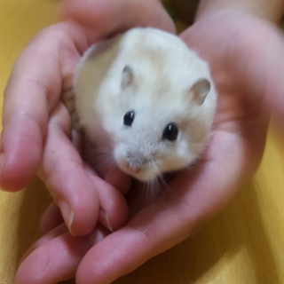 ジャンガリアンハムスターの男の子２人です