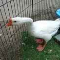ガチョウ男の子２歳ぐらい 里親さんを募集します。
