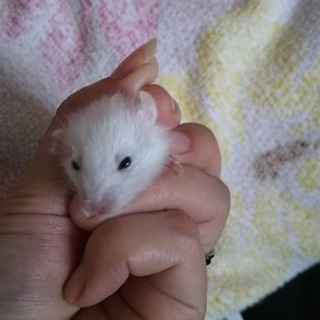 里親決まりました★ありがとう御座いました