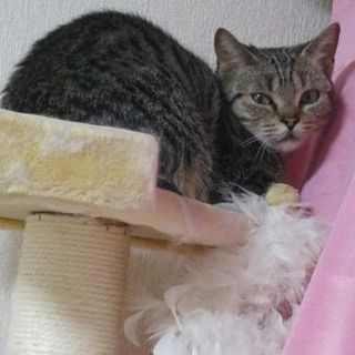 練馬区周辺在住の方希望のマンチカン