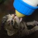 生後1カ月半の猫を拾って保護してます！