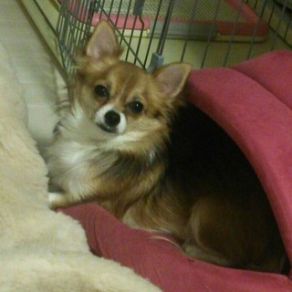 人懐っこい元気な男の子3才です！