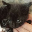 黒猫ちゃん全て里親さん見つかりました！