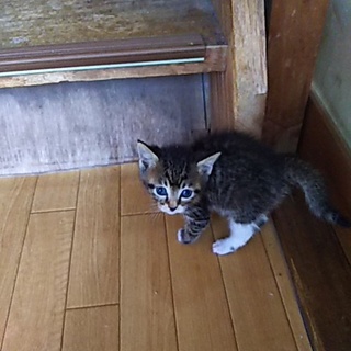 この子を新しい家族に迎えて下さい。