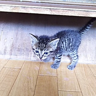 この子を新しい家族に迎えて下さい。