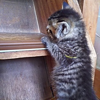 この子を新しい家族に迎えて下さい。