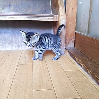 この子を新しい家族に迎えて下さい。