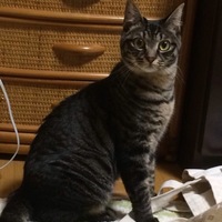 なな