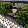 かっきん