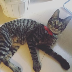 「夏ver」サムネイル2