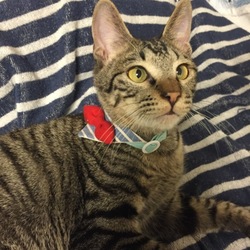 「夏ver」サムネイル3