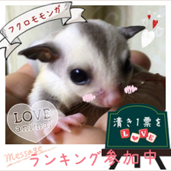 「【ハリネズミ】生後2日目～の写真」サムネイル3