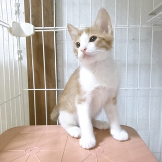 2ヶ月和顔のやさしいこ