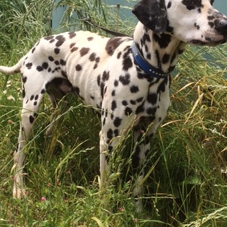 ダルメシアン 男の子  8歳です
