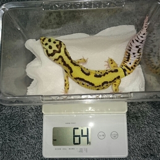 レオパ　応募多数につき一時募集停止します