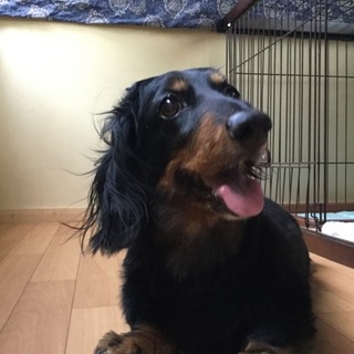 トイレ粗相ナシ！元気な8歳のダックスくん